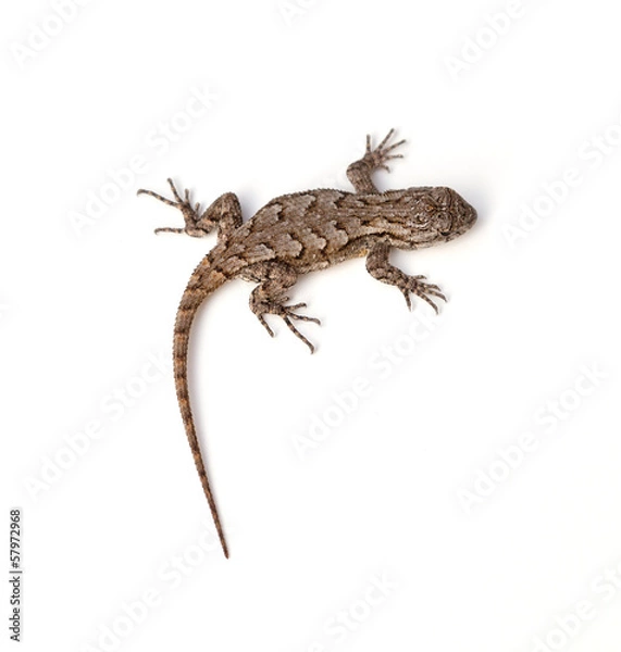 Fototapeta Jaszczurka ogrodzenia