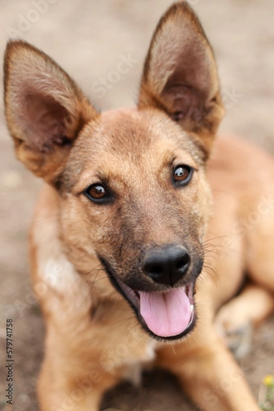 Obraz german shepherd dog