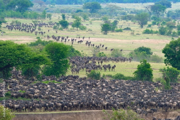 Obraz The Great Migration