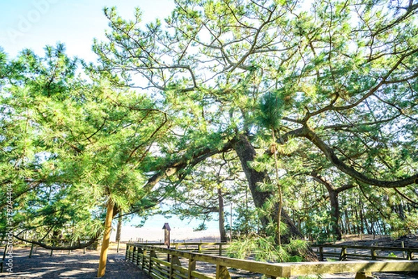 Fototapeta 羽衣の松