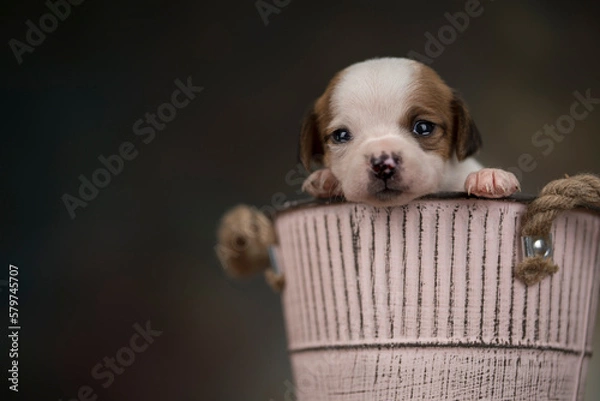 Fototapeta A small dog in a metal bucket