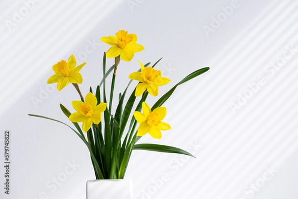 Obraz Hello spring, summer flowers background concept with sun rays. Easter yellow bunch of blossoming narcissus flowers in white vase on white nature background, space for text.