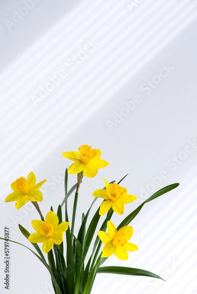 Obraz Hello spring, summer flowers background concept with sunlight rays. Close up of beautiful  bunch of yellow blossoming narcissus flowers in white vase on white nature background with space for text.