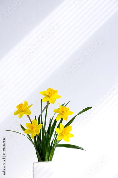 Obraz Hello summer background concept. Beautiful yellow bunch of blossoming narcissus flowers in white vase on white nature background, space for text.