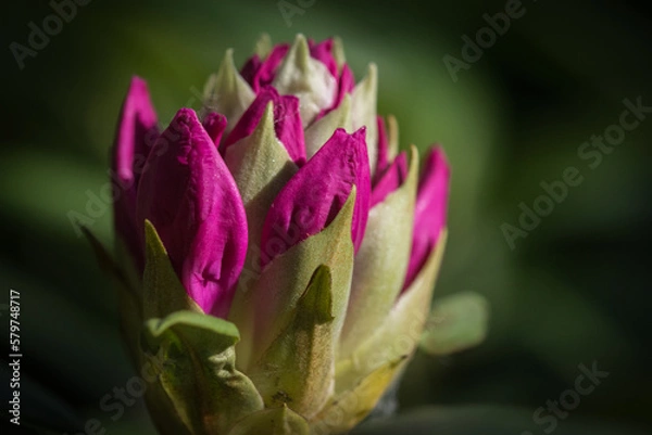 Fototapeta Kwitnący rododendron