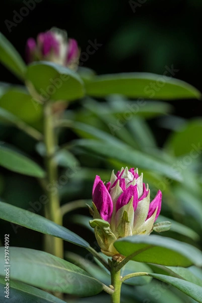 Fototapeta Kwitnący rododendron