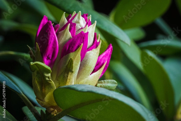 Obraz Kwitnący rododendron