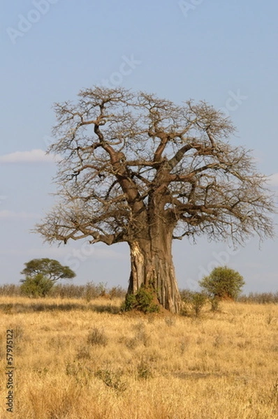 Obraz Giant Baobab Tree