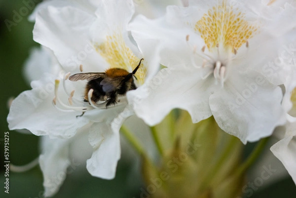 Fototapeta Biały rododendron
