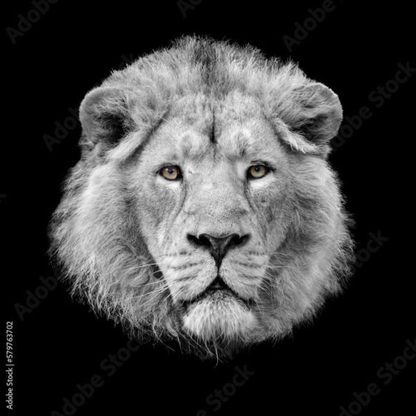 Fototapeta Lion head black and white portrait with coloured eyes isolated on black background