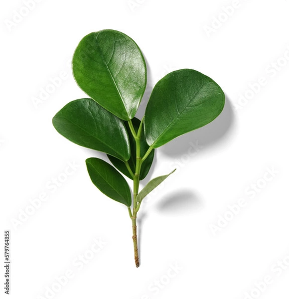 Obraz Ficus Leaves