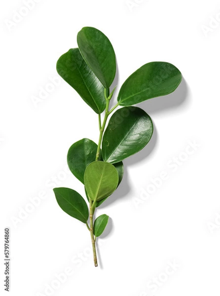 Obraz Ficus Leaves