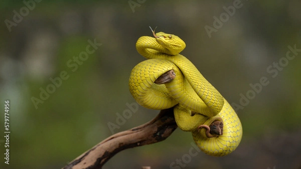 Obraz Yellow in the tree