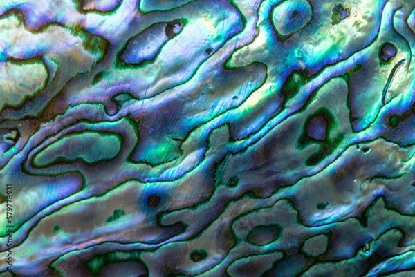 Fototapeta The abstract texture of Haliotis iris also known as paua abalone or ormer shell