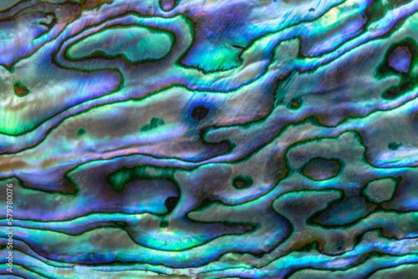 Fototapeta Closeup texture of unique and original shell from the Pacific Ocean surrounding New Zealand