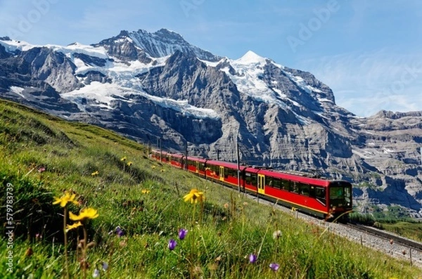 Fototapeta A tourist train travels on Jungfrau Railway from Jungfraujoch (Top of Europe) to Kleine Scheidegg & wild flowers bloom on a green grassy hillside under blue sunny sky in Bernese Oberland, Switzerland