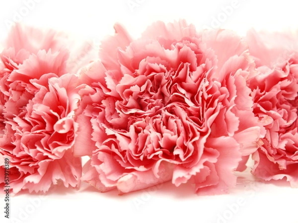 Obraz Three pink isolated carnations on white background
