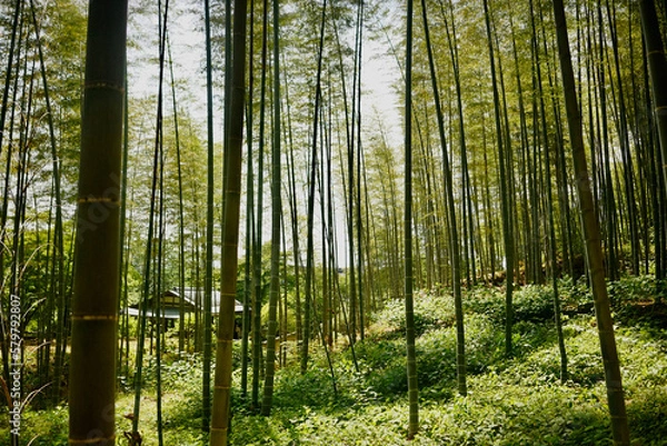 Obraz Arashiyama Bambuswald