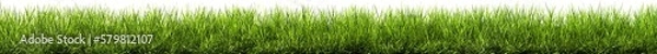 Obraz Green grass border, on a Transparent background. Horizon of the green lawn. Green field frame