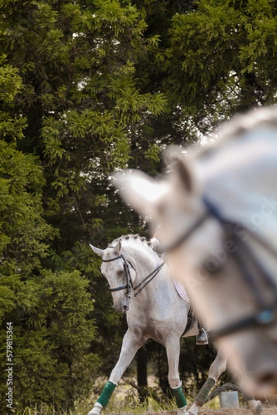 Obraz Cavalos a caminhar