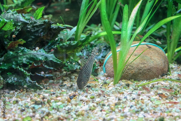 Obraz Peixe nadando no fundo do mar