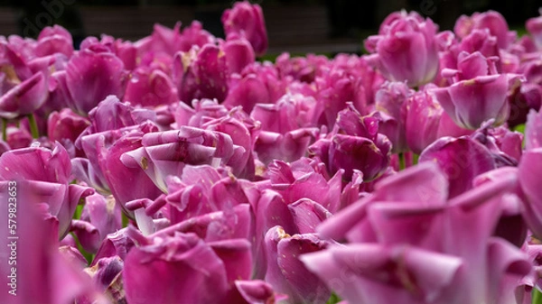 Fototapeta a large number of half-opened buds of pink terry tulips on a flower bed in a sunny spring garden with a blurred background