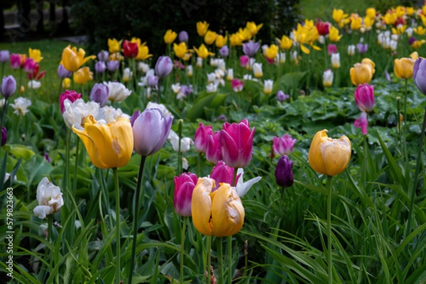 Obraz a field of beautiful colorful bright tulips among tall juicy green grass in a sunny spring park
