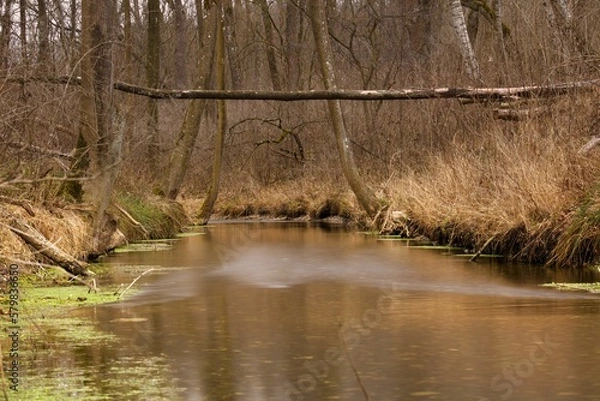 Obraz Baumbrücke über Fluss