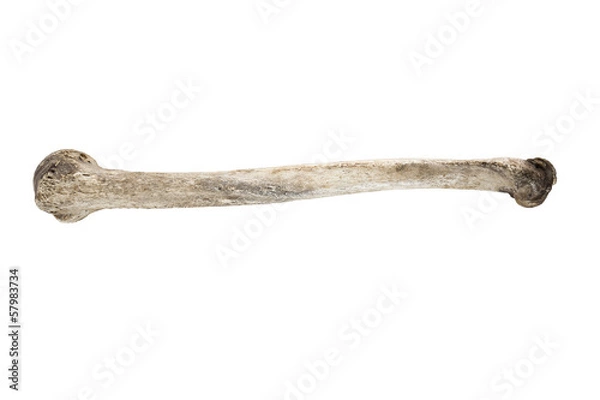 Obraz old bone isolated on white background