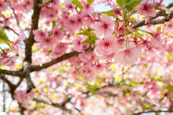 Fototapeta 松田山の河津桜-202301