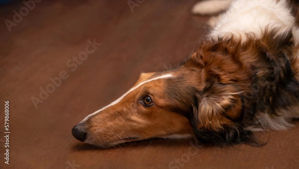 Obraz Red dog breed Russian greyhound, portrait, profile, close-up, copy space.