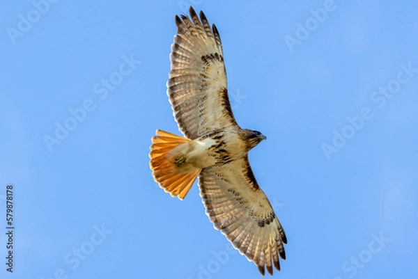 Obraz red tail hawk in flight