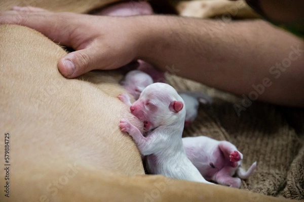 Obraz newborn puppies nursing