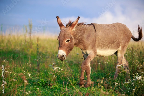 Obraz Grey donkey in field