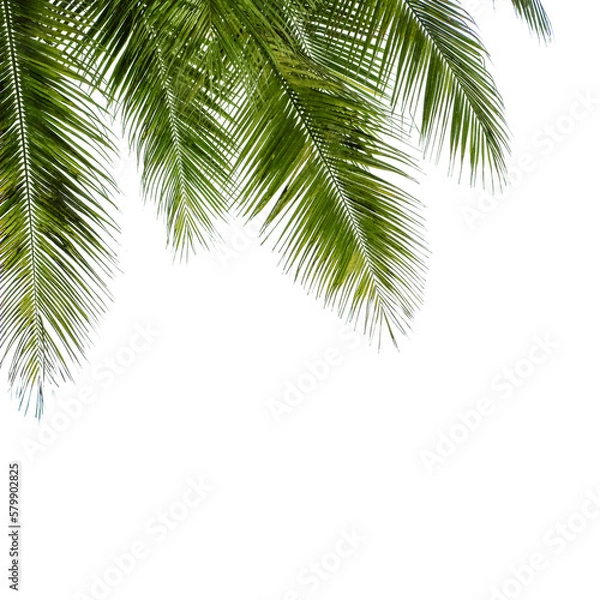 Fototapeta palm tree isolated on white background