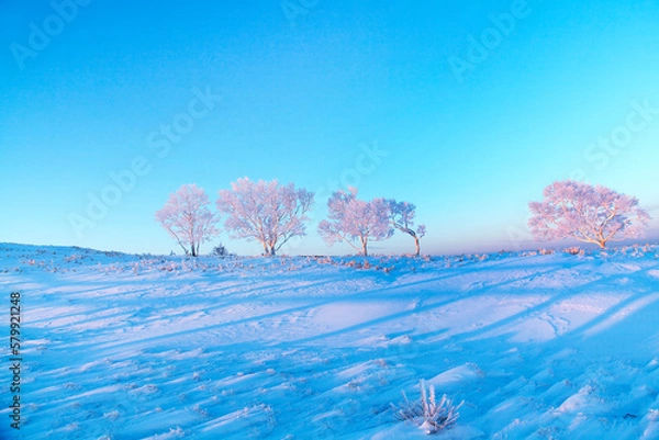 Fototapeta 日の出に染まる霧氷並木（美幌峠ー美幌）