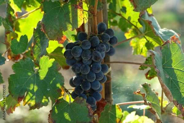 Fototapeta ilmax72_A0071