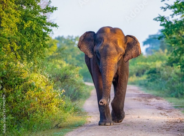 Obraz Sri Lankan elephant