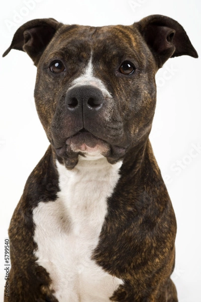 Obraz beautifull american staffordshire terrier