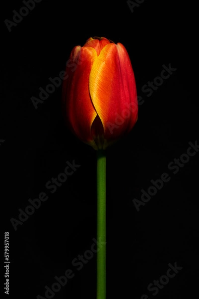Obraz tulipán rojo 