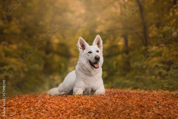 Obraz dog in the park