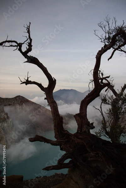 Fototapeta tree in the fog