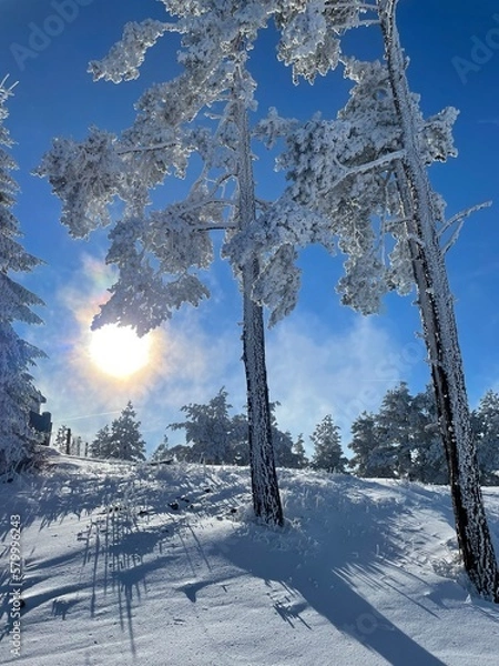 Obraz snow covered trees