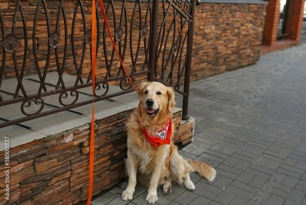 Fototapeta big dog seat at the street and waiting owner