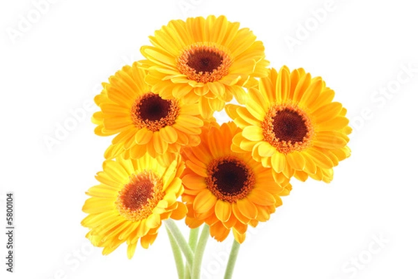 Obraz five yellow gerbera flowers isolated on white