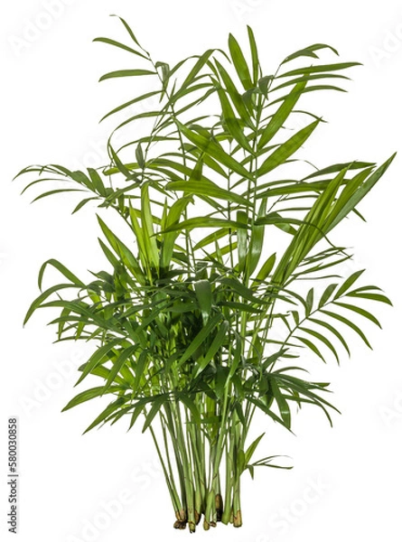 Fototapeta green leaves of fern plant isolated on a transparent background - png - brake - image compositing footage - jungle - forest - nature - alpha channel
