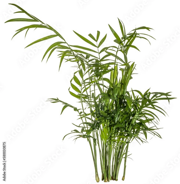Fototapeta green leaves of fern plant isolated on a transparent background - png - brake - image compositing footage - jungle - forest - nature - alpha channel