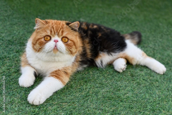 Obraz Exotic Cat 'red peony'