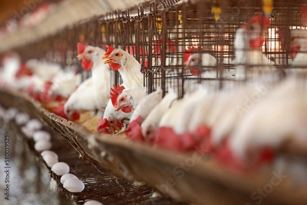 Fototapeta Bastos - SP Granja de chicken confined egg producer 