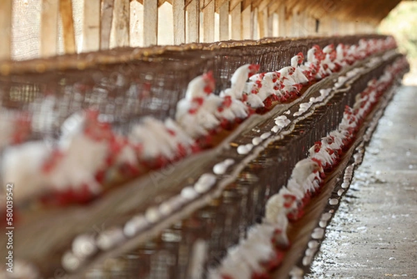 Fototapeta Bastos - SP Granja de chicken confined egg producer 